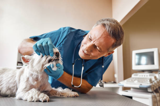 Best Emergency Wisdom Tooth Extraction in Mshall, AR